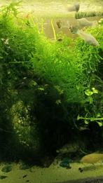 Mos aquarium, Ophalen of Verzenden, Nieuw, Plant(en), Steen of Hout