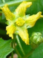 Caudex Kedrostis Africana Zuid Afrika in de 15 cm pot, Overige soorten, Ophalen of Verzenden, In pot, Minder dan 100 cm