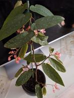 Bloeiende Begonia tamaya plant, Ophalen, Overige soorten, Halfschaduw, In pot