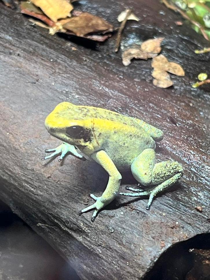 Phyllobates terribilis “mint”