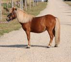 Te koop 7 super knappe shetlander en een betuigd Welsh, Dieren en Toebehoren, Pony's, Ruin, A pony (tot 1.17m), Recreatiepony