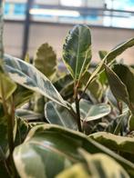 Ficus Elastica Tineke XL - Kamerplant, Ophalen, Ficus, 100 tot 150 cm, Halfschaduw