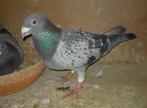 Postduif doffer, Dieren en Toebehoren, Vogels | Duiven, Mannelijk, Postduif