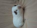Jong zeugje, Cavia, Vrouwelijk, Mei, Tam
