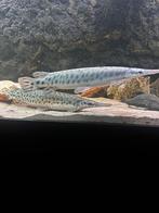 Spotted florida gar, Kaaiman snoek 2x, Vis