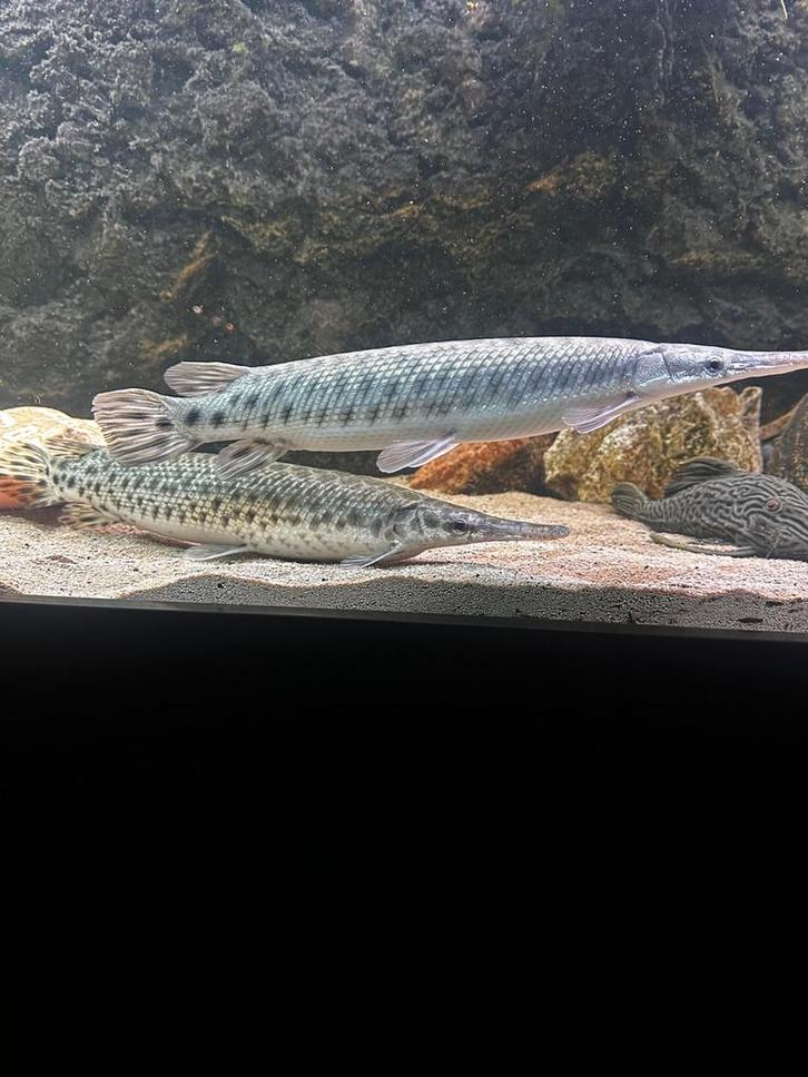 Spotted florida gar, Kaaiman snoek 2x, Dieren en Toebehoren, Vissen | Aquariumvissen, Vis