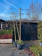 Bomen opruiming 3 Leibomen in soorten vrijblijvend aanvraag, Volle zon, Minder dan 100 cm, Zomer, Overige soorten