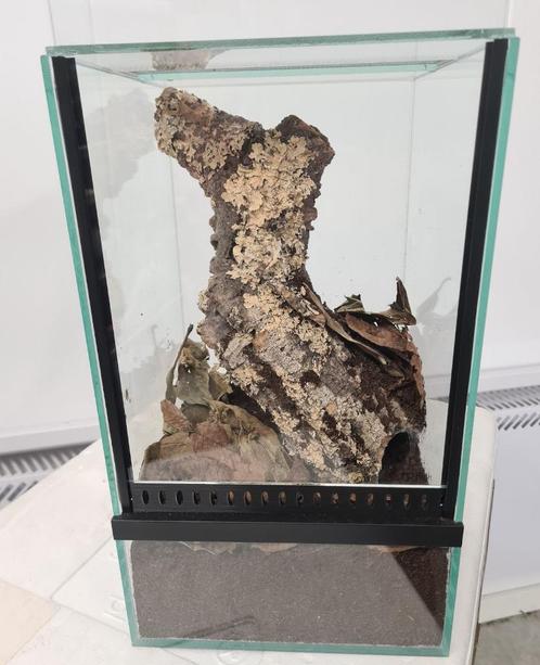 Terraria vogelspinnen, insecten en meer, Dieren en Toebehoren, Reptielen en Amfibieën | Toebehoren, Nieuw, Terrarium of Paludarium