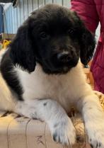 Friese Stabij pups  MOGEN NEST VERLATEN, NOG 1 REUTJE, Dieren en Toebehoren, Honden | Retrievers, Spaniëls en Waterhonden, Overige rassen