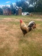 Araucana Haan Groot Ras, Mannelijk, Kip