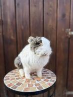 Opgezet konijn - taxidermie, Verzamelen, Dierenverzamelingen, Ophalen of Verzenden