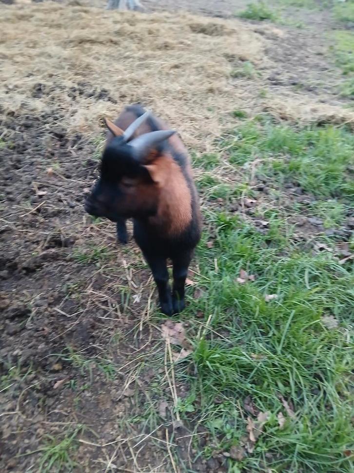 Te koop 2 bokjes, Dieren en Toebehoren, Schapen, Geiten en Varkens, Geit, Mannelijk, 0 tot 2 jaar
