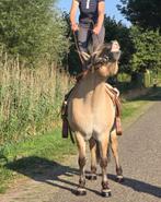 Fjord merrie zoekt ️️️️️ thuis, Merrie, Minder dan 160 cm, B, 11 jaar of ouder