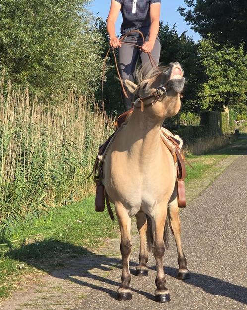 Fjord merrie zoekt ️️️️️ thuis, Dieren en Toebehoren, Paarden, Merrie, B, Minder dan 160 cm, 11 jaar of ouder, Recreatiepaard