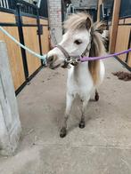 Lieve mini merrie, Dieren en Toebehoren, Pony's, Merrie, Recreatiepony