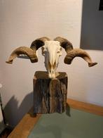 Walliser Schwarznase Ram Schedel, Taxidermie, Ophalen of Verzenden, Zo goed als nieuw, Overige soorten, Schedel