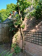 Kersenboom, Ophalen, Overige soorten, 250 tot 400 cm