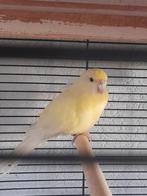 kakariki man en bonte pop samen of los, Meerdere dieren, Parkiet, Geringd