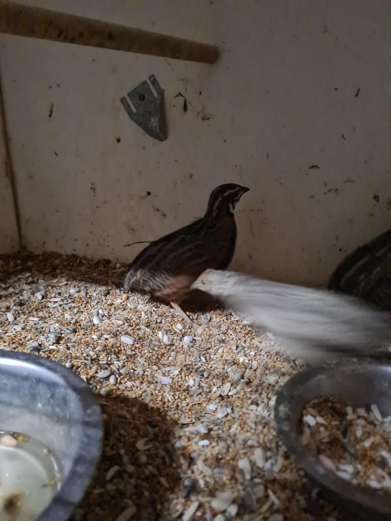 Harkelijn kwartel haan, Mannelijk