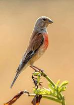 Bastaard knuter poppen, Dieren en Toebehoren, Vogels | Kanaries, Vrouwelijk, Bastaard