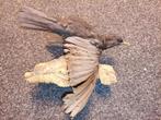 Taxidermie merel Turdus opgezette dieren, Verzamelen, Dierenverzamelingen, Ophalen of Verzenden, Vogel, Opgezet dier
