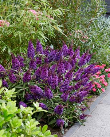Buddleja Butterfly Candy 'Little Purple'| dwergvlinderstruik beschikbaar voor biedingen
