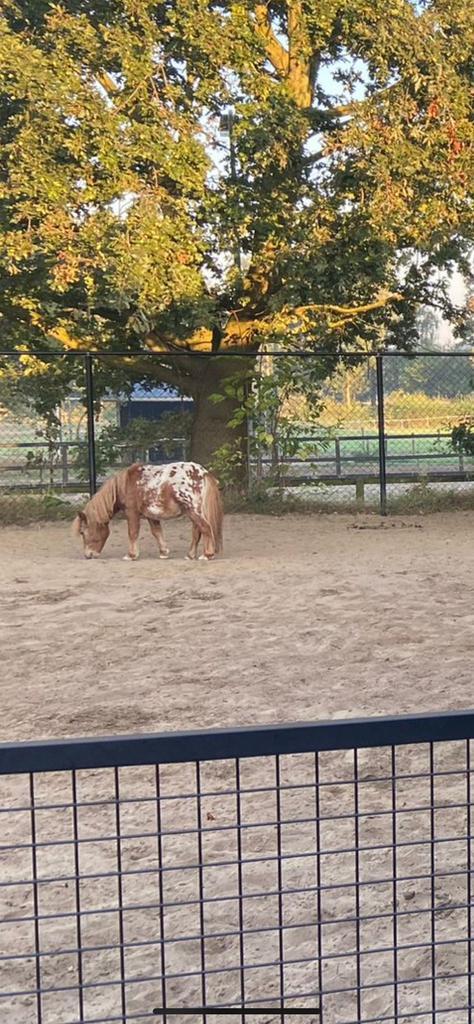 Lief weidemaatje / bijzet pony, Dieren en Toebehoren, Overige Dieren, Mannelijk, Juli