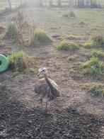 Nandoes, Dieren en Toebehoren, Mei, Meerdere dieren