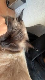 Ragdoll poes tekoop, Dieren en Toebehoren, Katten en Kittens | Overige Katten, Poes