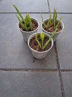 Aloë Vera Planten, Huis en Inrichting, Kamerplanten, Ophalen, Vetplant, Halfschaduw, In pot