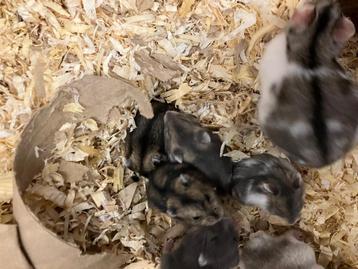 dwerg hamster beschikbaar voor biedingen