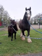 Gezocht stal in nieuwe niedorp, 1 paard of pony, Weidegang