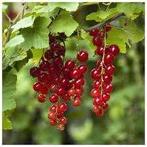 Bessenstruik Jonkheer van Tets (rood), Ophalen, Volle zon, Vaste plant, Fruitplanten