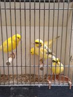 Geel bonte kanaries, Dieren en Toebehoren, Vogels | Kanaries, Meerdere dieren, Kleurkanarie