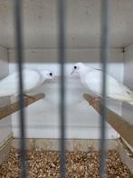 Koppel senegal mutaties, Dieren en Toebehoren, Vogels | Duiven, Meerdere dieren, Overige soorten