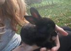 Konijn konijntjes schattig vlaamse reus Belgische Haas, Meerdere dieren, 0 tot 2 jaar