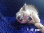 Ragdolls.  5 kittens met stamboom en uit geteste ouders., Meerdere dieren, Met stamboom