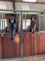 Stalling vanaf 1-11 voor 2 paarden, Dieren en Toebehoren, Stalling en Weidegang, Weidegang, 2 of 3 paarden of pony's