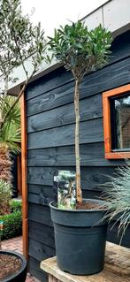 leuke olijfboom 100 cm, Tuin en Terras, Planten | Bomen, Bloeit niet, 100 tot 250 cm, Olijfboom, Ophalen