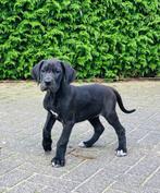 Prachtige Duitse Dog Pups 11 wkn, Dieren en Toebehoren, Overige rassen, CDV (hondenziekte), 8 tot 15 weken, Meerdere