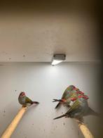 dorn astrilde koppel  85€, Meerdere dieren, Parkiet