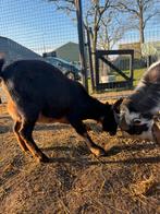 Geitje met lam, Dieren en Toebehoren, Schapen, Geiten en Varkens