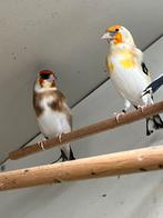 Majoor Putters Witkeel, Dieren en Toebehoren, Vogels | Overige Vogels, Meerdere dieren, Wildzangvogel, Geringd