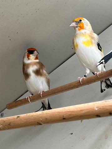 Majoor Putters Witkeel beschikbaar voor biedingen