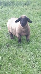 Dekram 100 % stamboek suffolk van een 4 ling, Mannelijk, Schaap