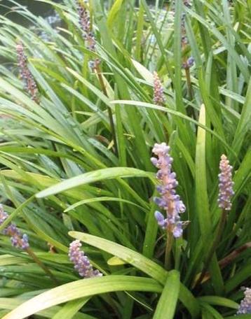 Liriope muscari, Leliegras beschikbaar voor biedingen