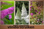 Vlinderstruik - buddleja   v.a. 8,95€, Tuin en Terras, Ophalen, Vlinderstruik, Struik, Minder dan 100 cm