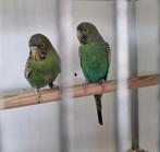 Blackface parkieten mannen, Dieren en Toebehoren, Mannelijk, Parkiet