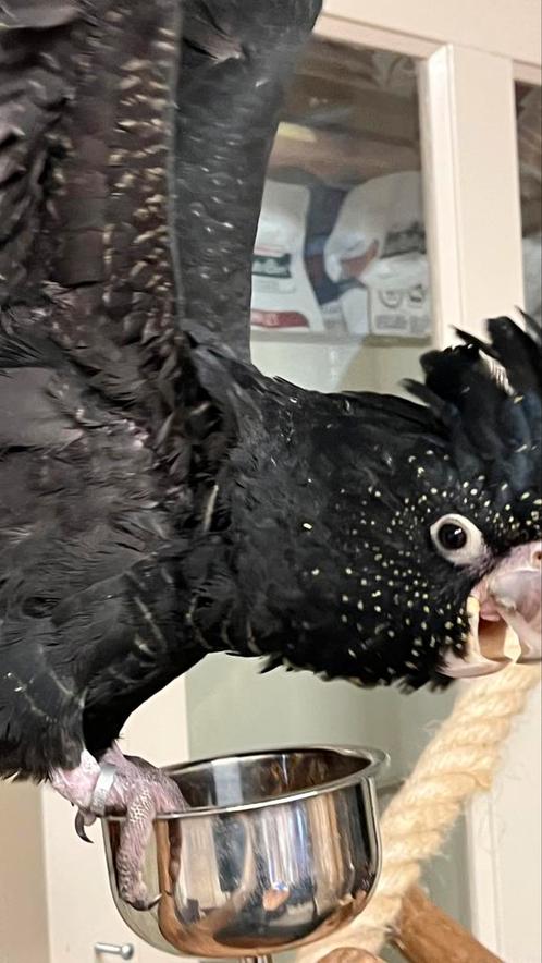 Zwarte roodstarten Kaketoe, Dieren en Toebehoren, Vogels | Parkieten en Papegaaien, Papegaai, Mannelijk, Pratend, Tam, Geringd
