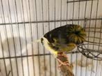 2 gloster nanen 2024, Dieren en Toebehoren, Vogels | Kanaries, Mannelijk, Postuurkanarie